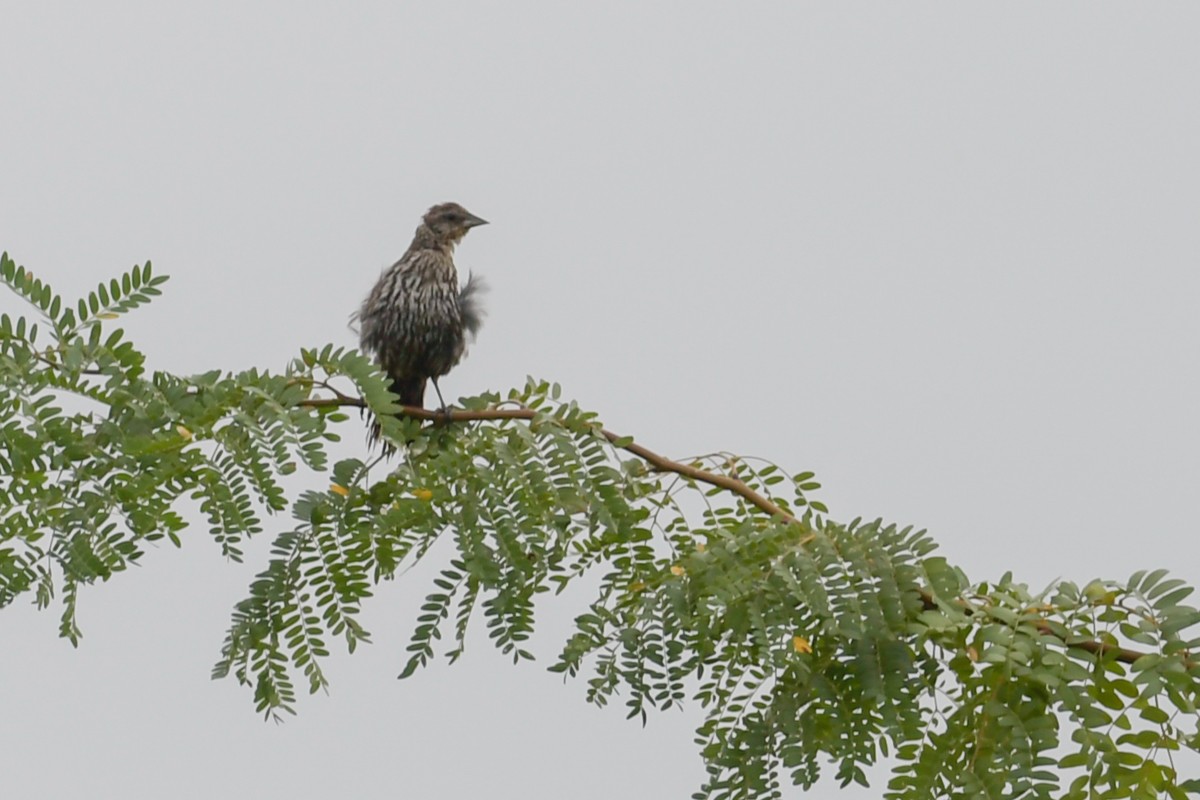 Red-winged Blackbird - ML32772511