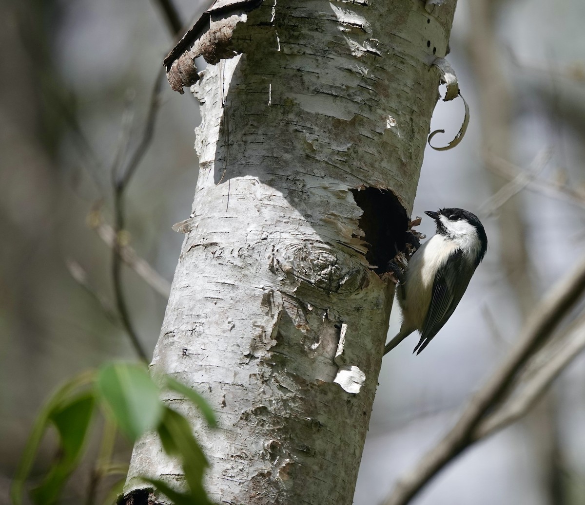 Black-capped Chickadee - ML327725411