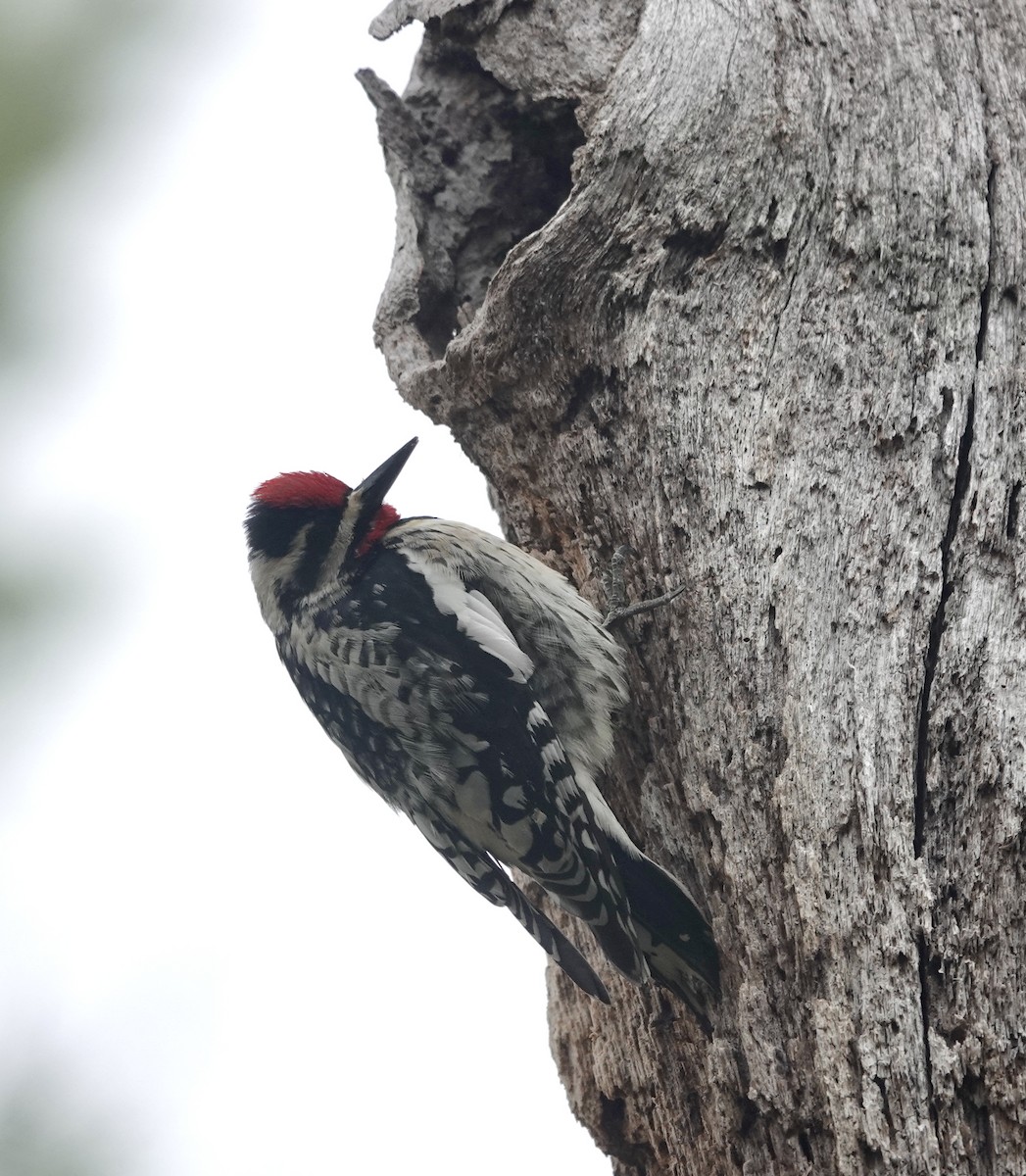 Yellow-bellied Sapsucker - ML327725931