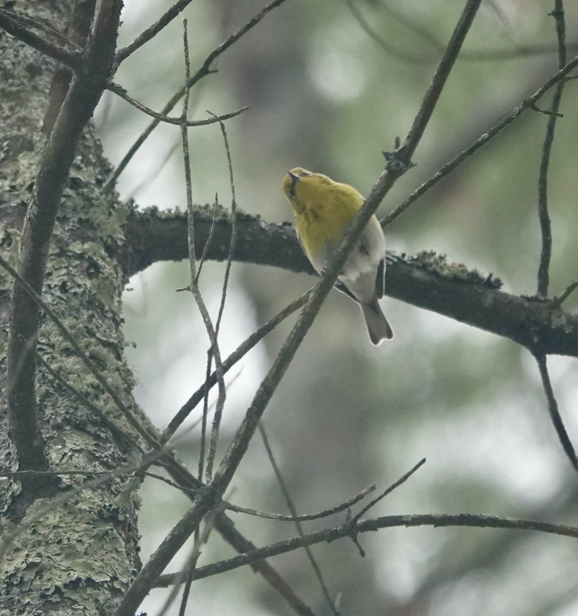 Pine Warbler - ML327726001