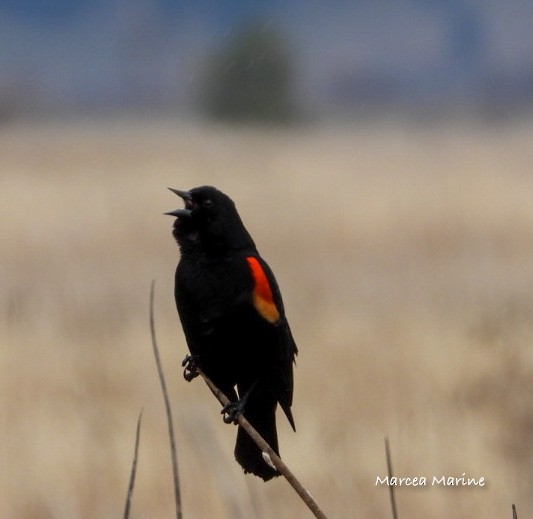 Red-winged Blackbird - ML327726501
