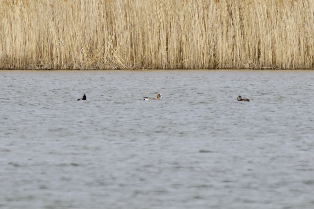 Eurasian x American Wigeon (hybrid) - Carl Carson