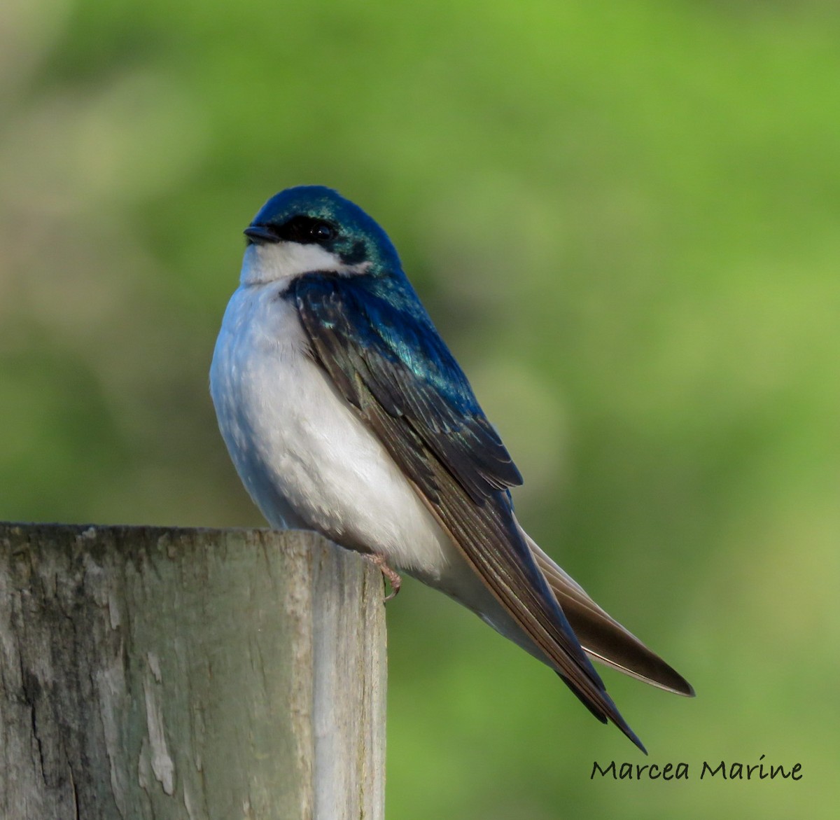 Tree Swallow - ML327726791