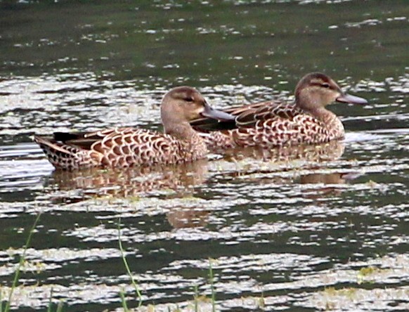 Green-winged Teal - ML32772781