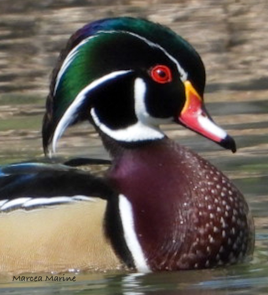 Wood Duck - ML327728801