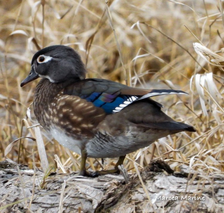 Wood Duck - ML327728811