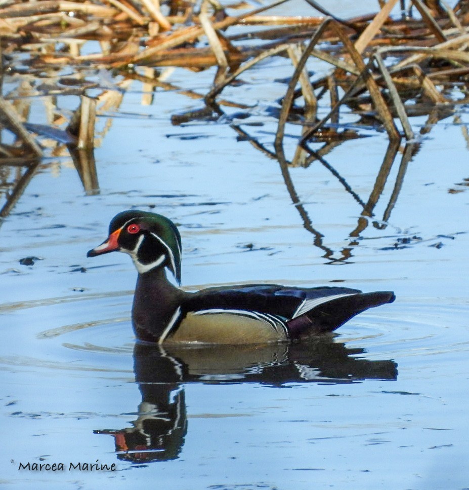 Wood Duck - ML327728821