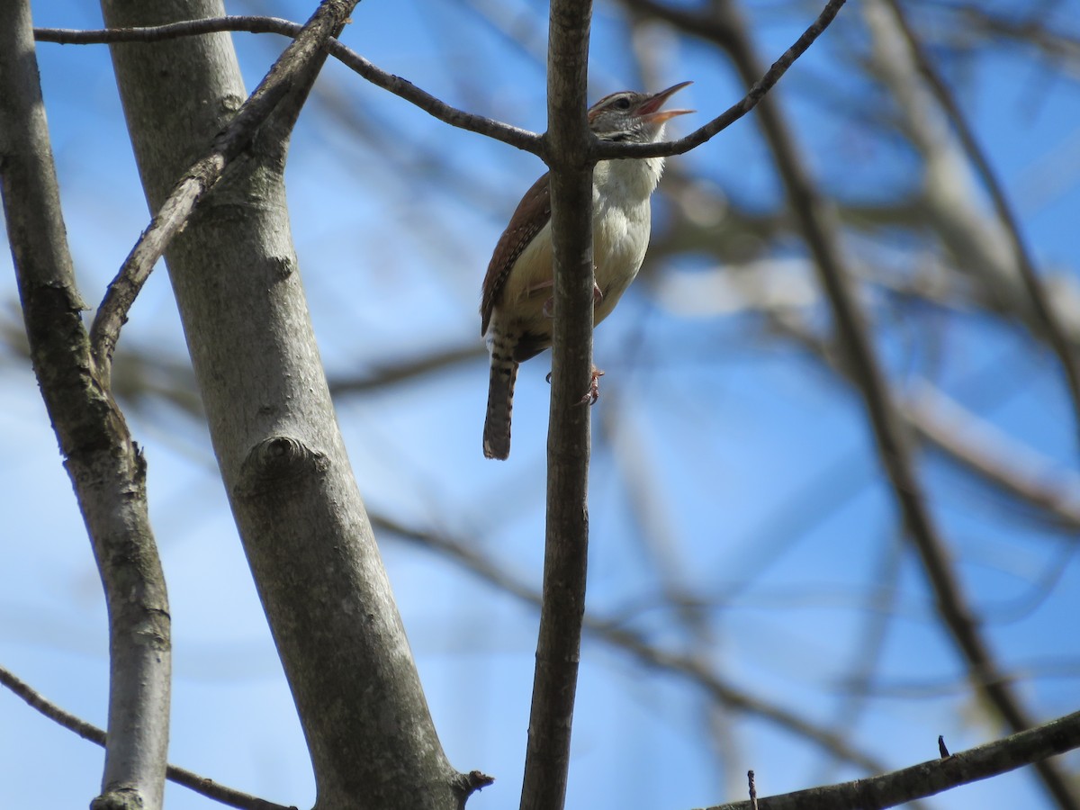 Carolina Wren - ML327729011