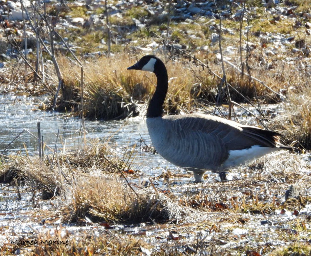 Canada Goose - ML327729211