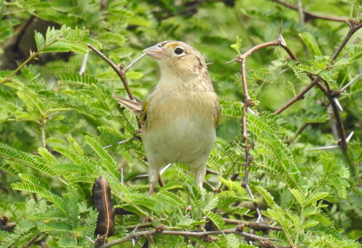 Grasshopper Sparrow - ML327730081