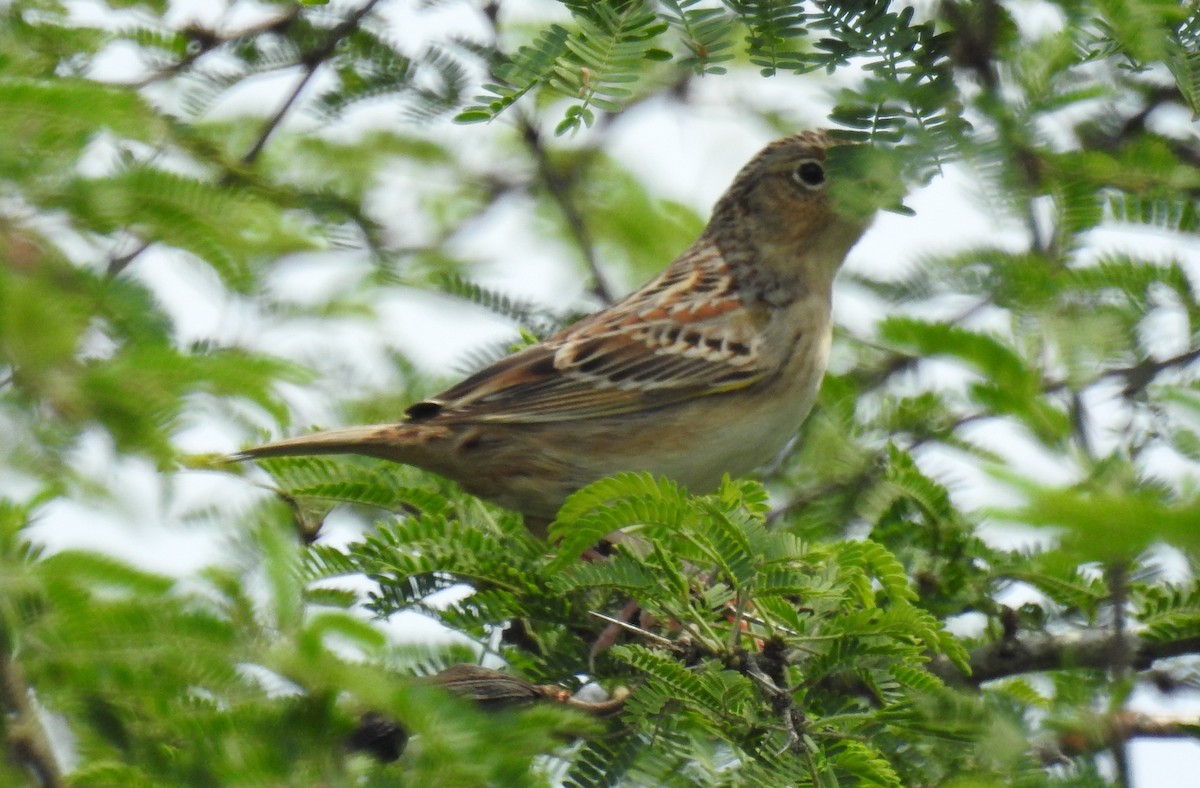Grasshopper Sparrow - ML327730181