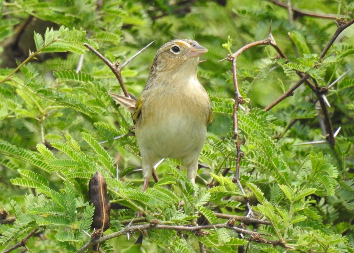 Grasshopper Sparrow - ML327730351