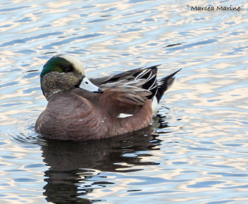 American Wigeon - ML327730431