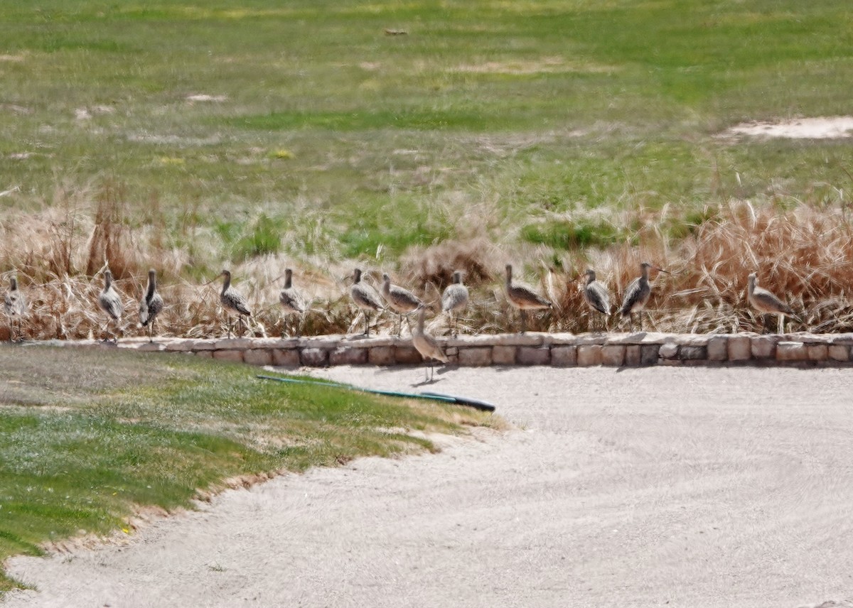 Marbled Godwit - ML327730871