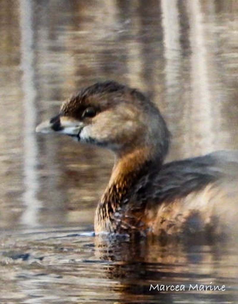 Pied-billed Grebe - ML327731831