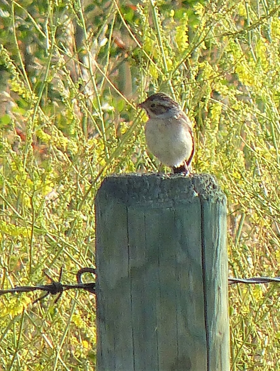 Clay-colored Sparrow - ML327733331