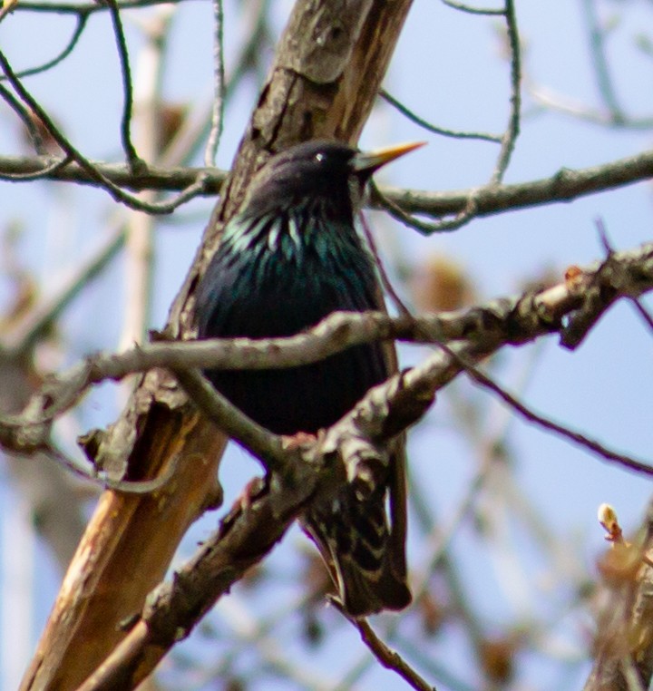 European Starling - ML327734891