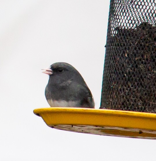 Dark-eyed Junco - ML327734981