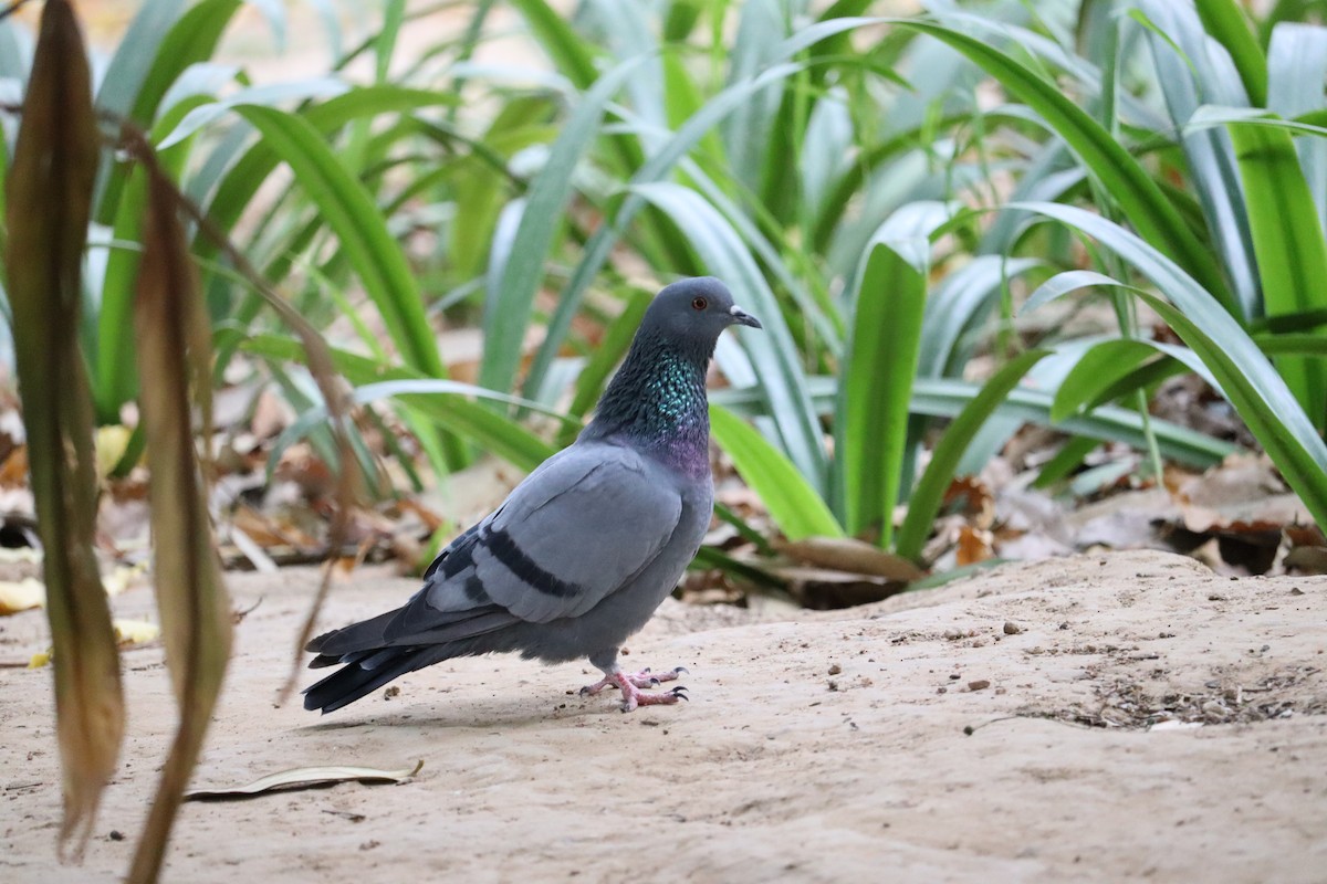 Pigeon biset (forme domestique) - ML327736021