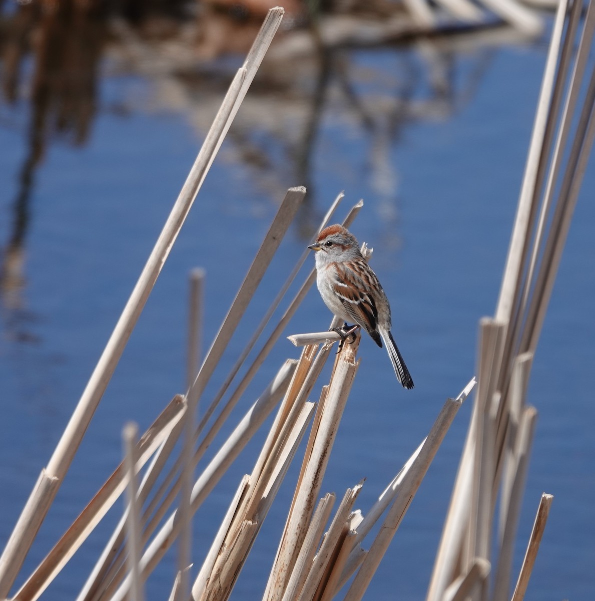 Swamp Sparrow - ML327737901