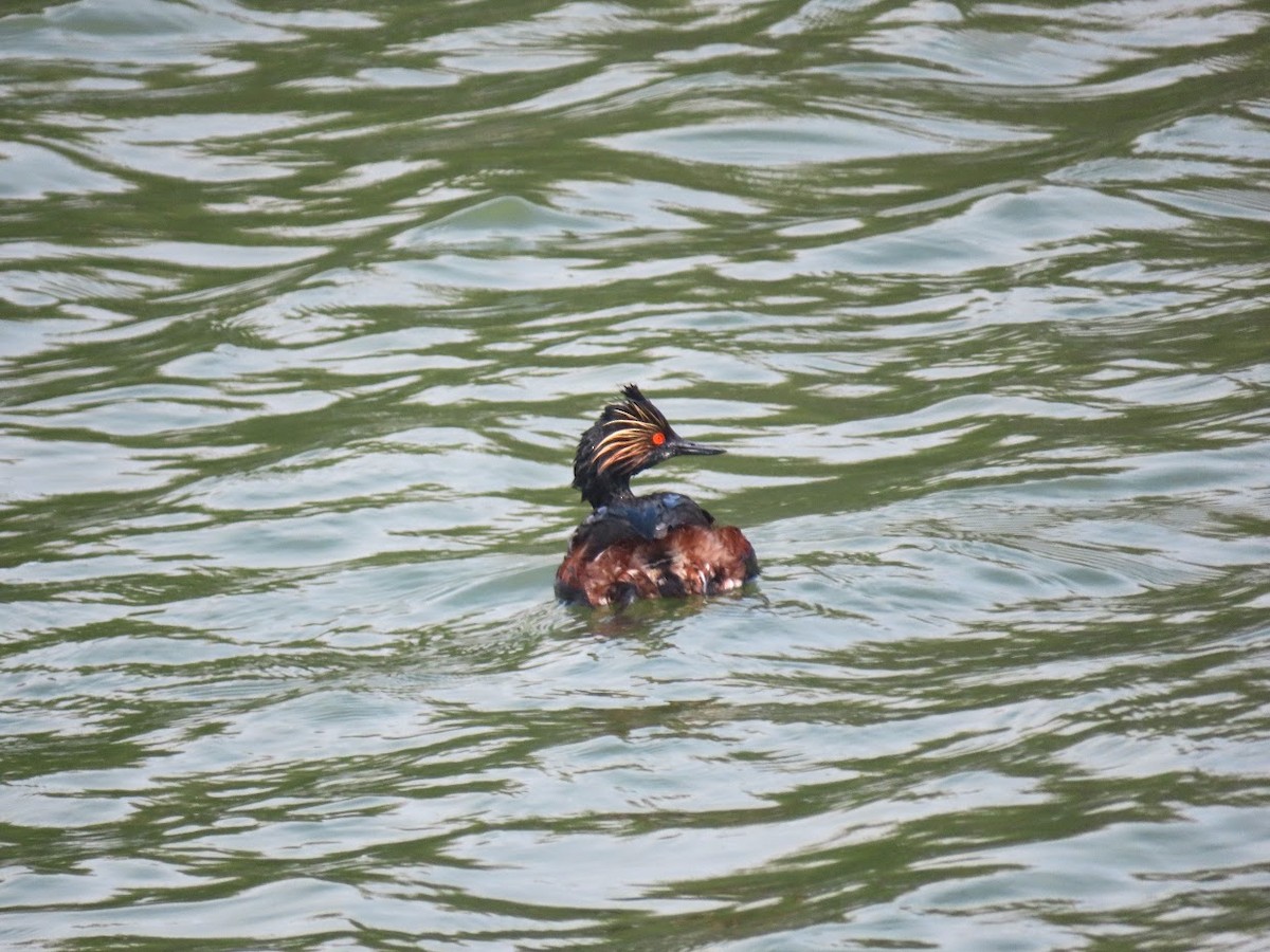 Eared Grebe - ML327738621