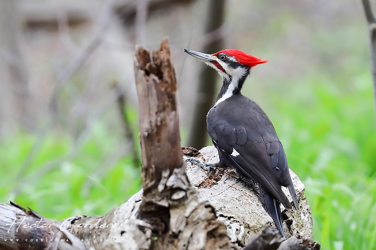Pileated Woodpecker - ML327742151