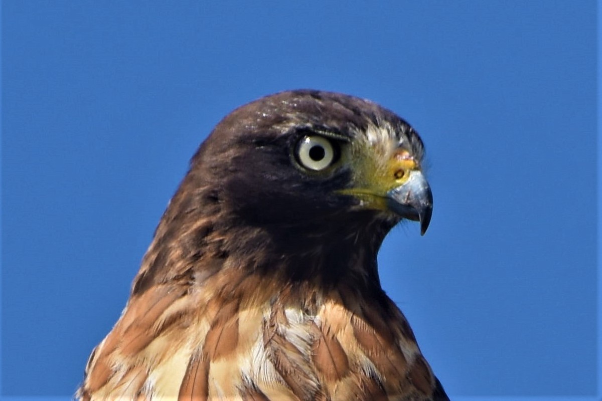 Roadside Hawk - ML327743441