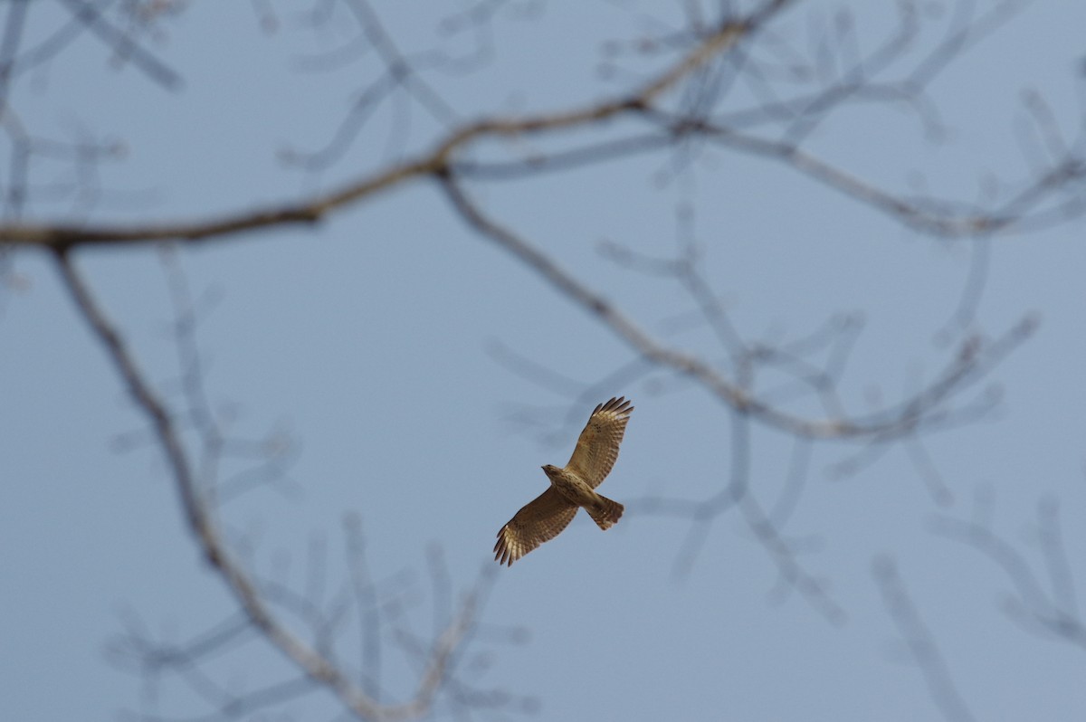 Red-shouldered Hawk - ML327744661