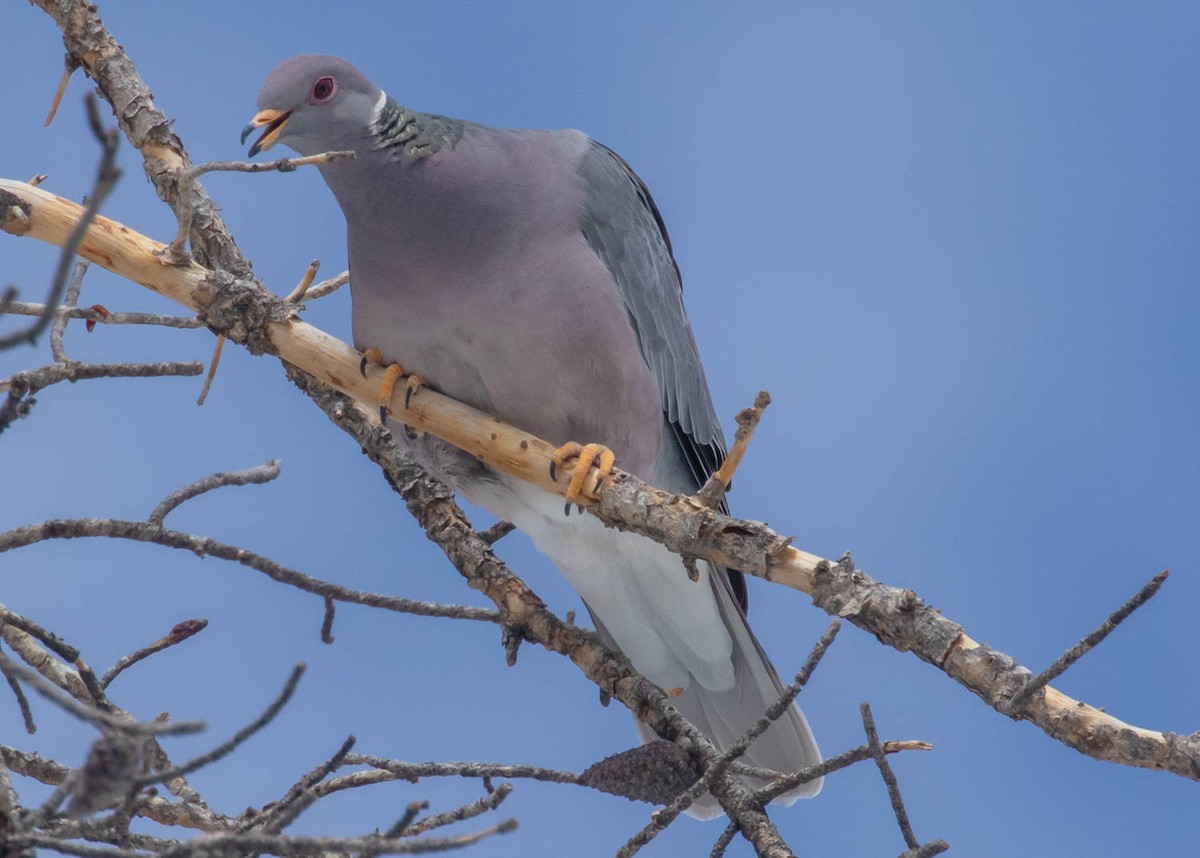 Band-tailed Pigeon - Diane Davies