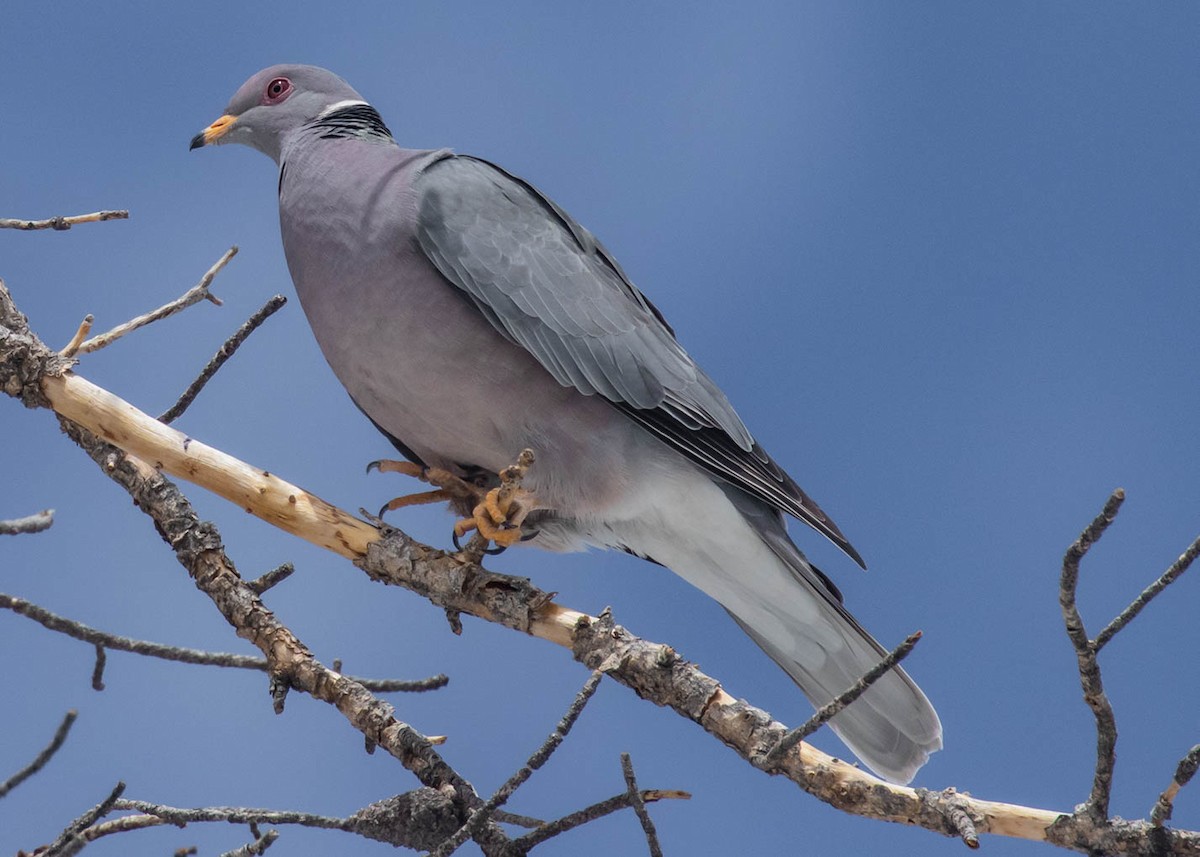 Band-tailed Pigeon - Diane Davies