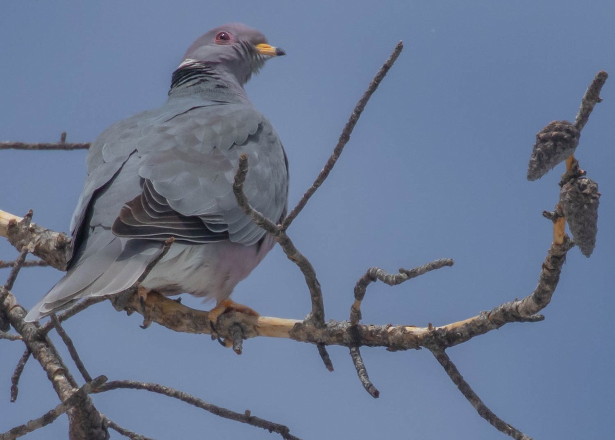 Band-tailed Pigeon - Diane Davies