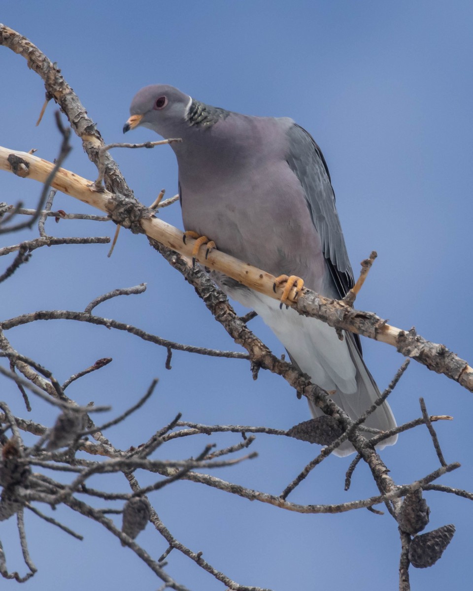 Band-tailed Pigeon - Diane Davies