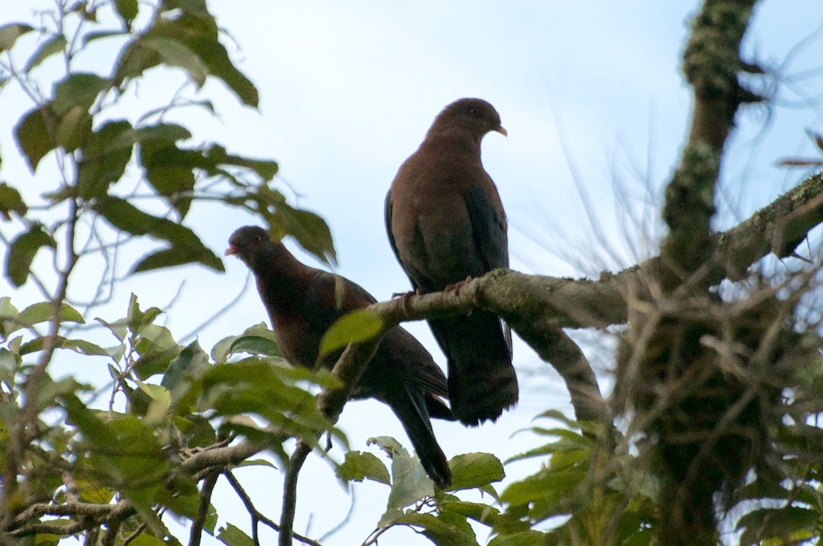 Red-billed Pigeon - ML32774541