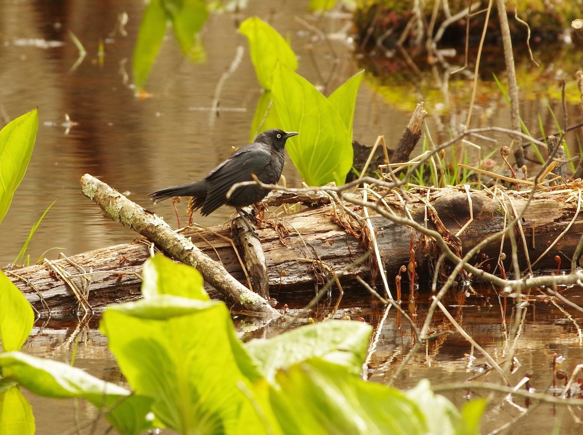 Rusty Blackbird - ML327745411