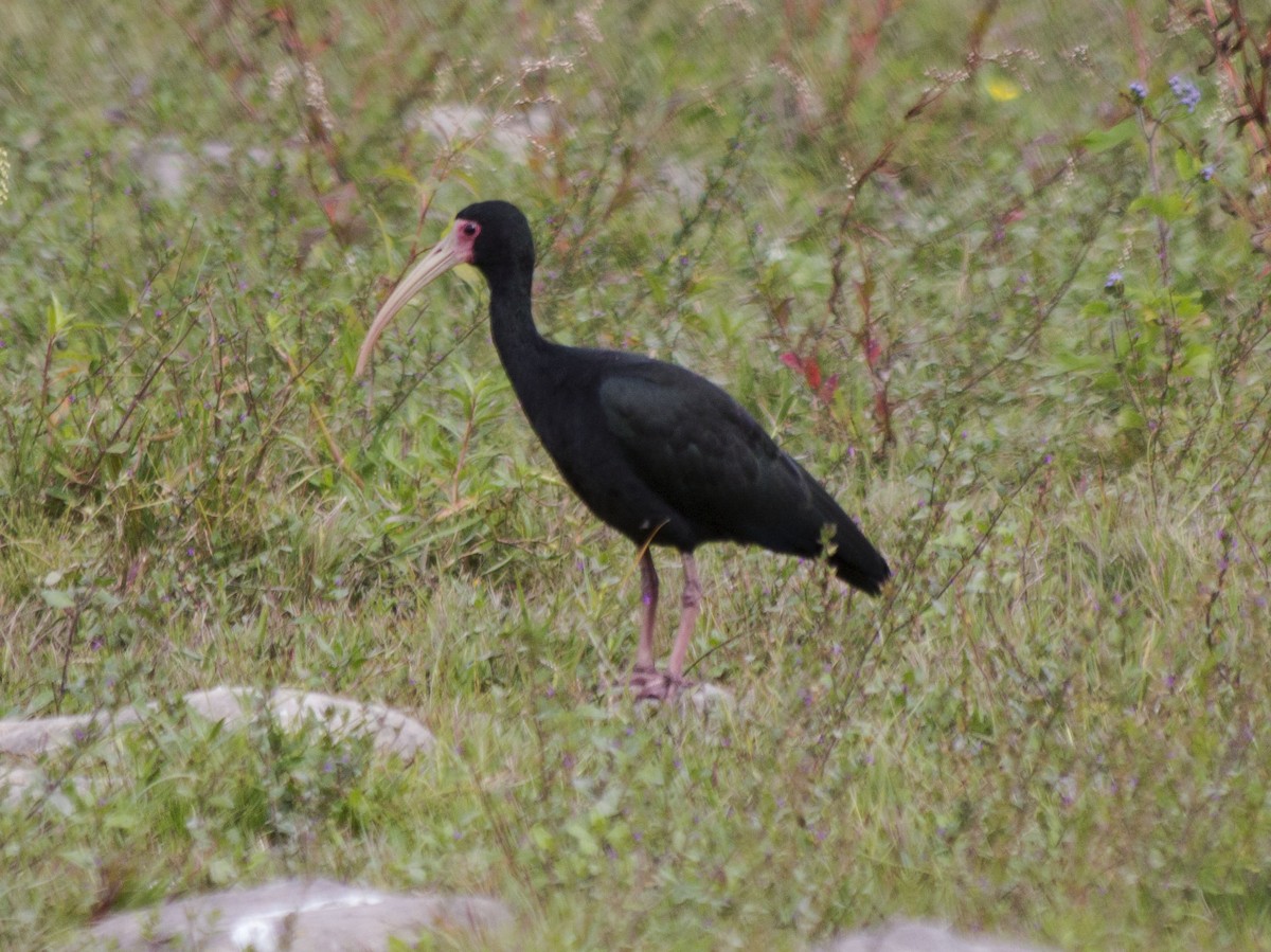 ibis tmavý - ML327745501