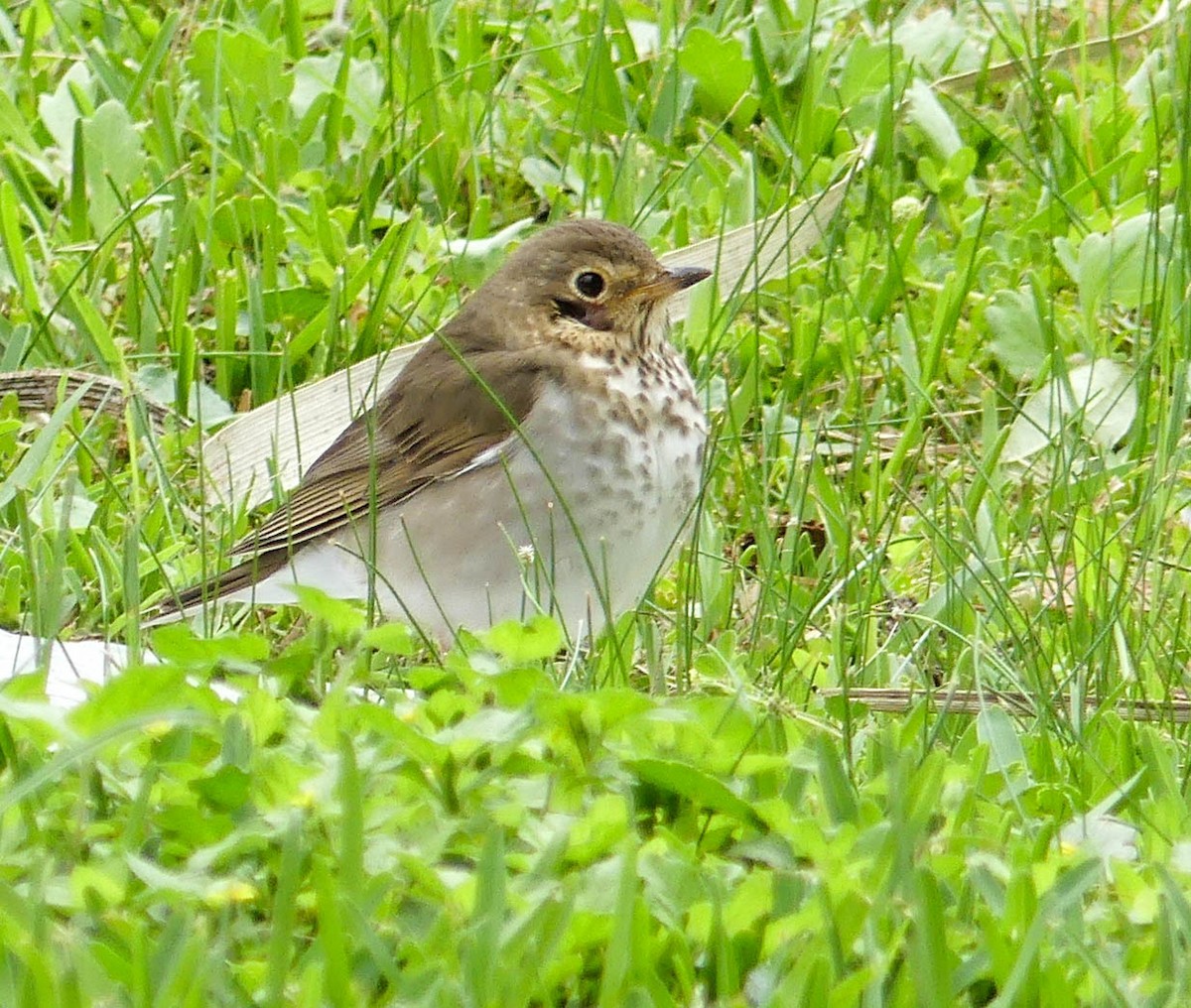 Swainson's Thrush - ML327747301