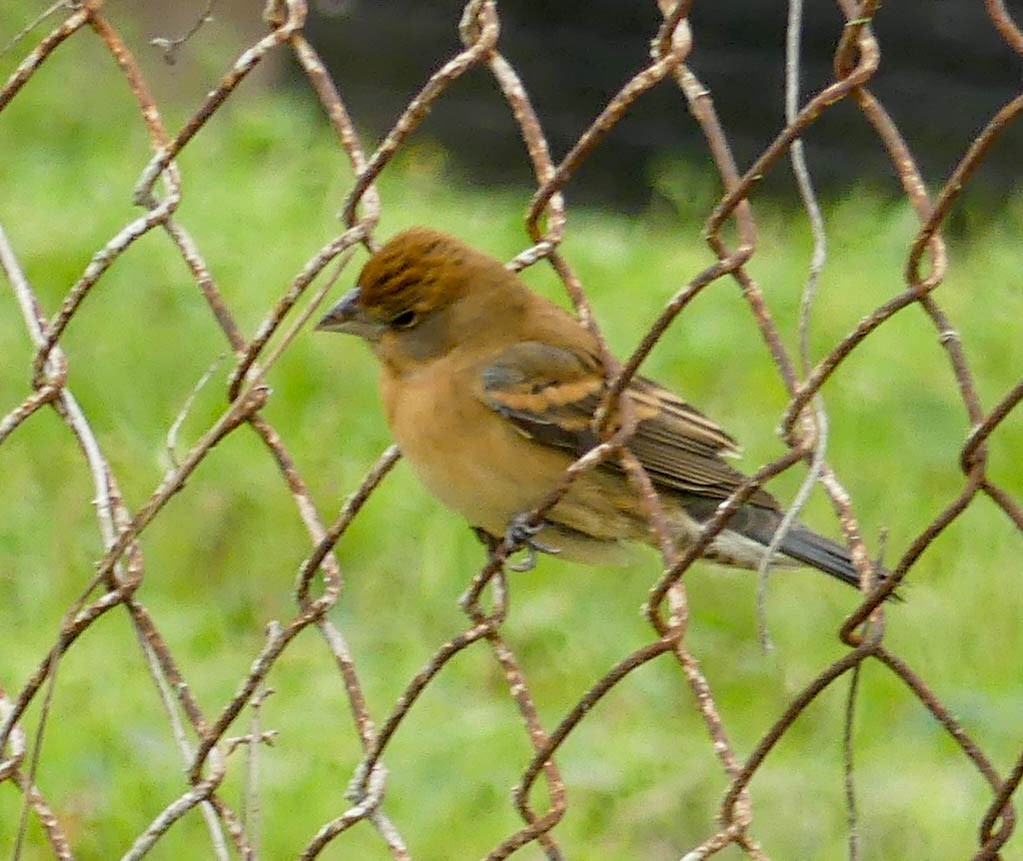 Blue Grosbeak - ML327747711