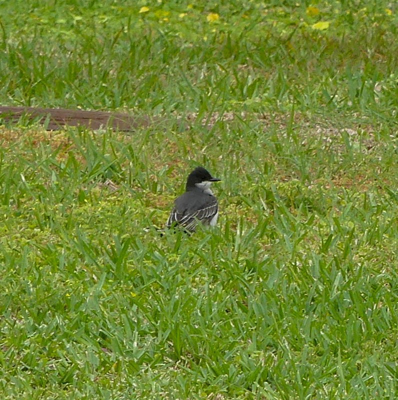 Eastern Kingbird - ML327748111