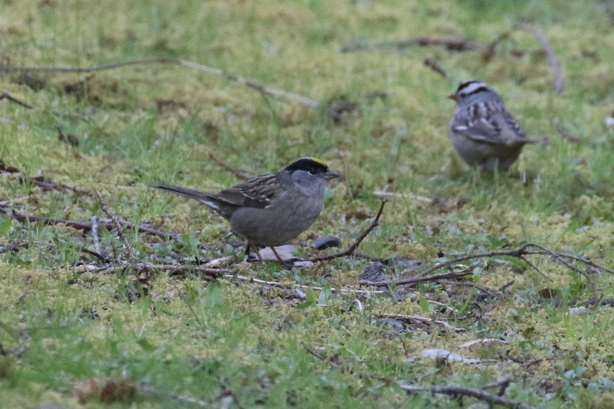 Golden-crowned Sparrow - ML327748411