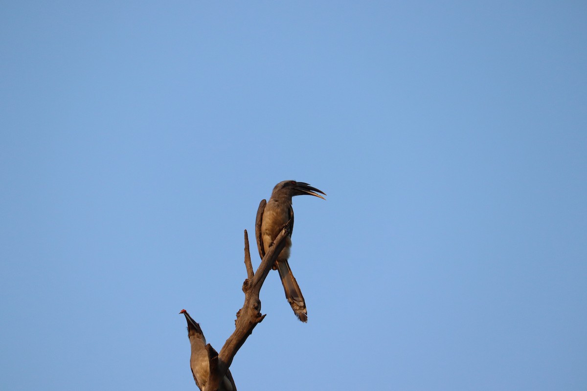 Indian Gray Hornbill - ML327748991