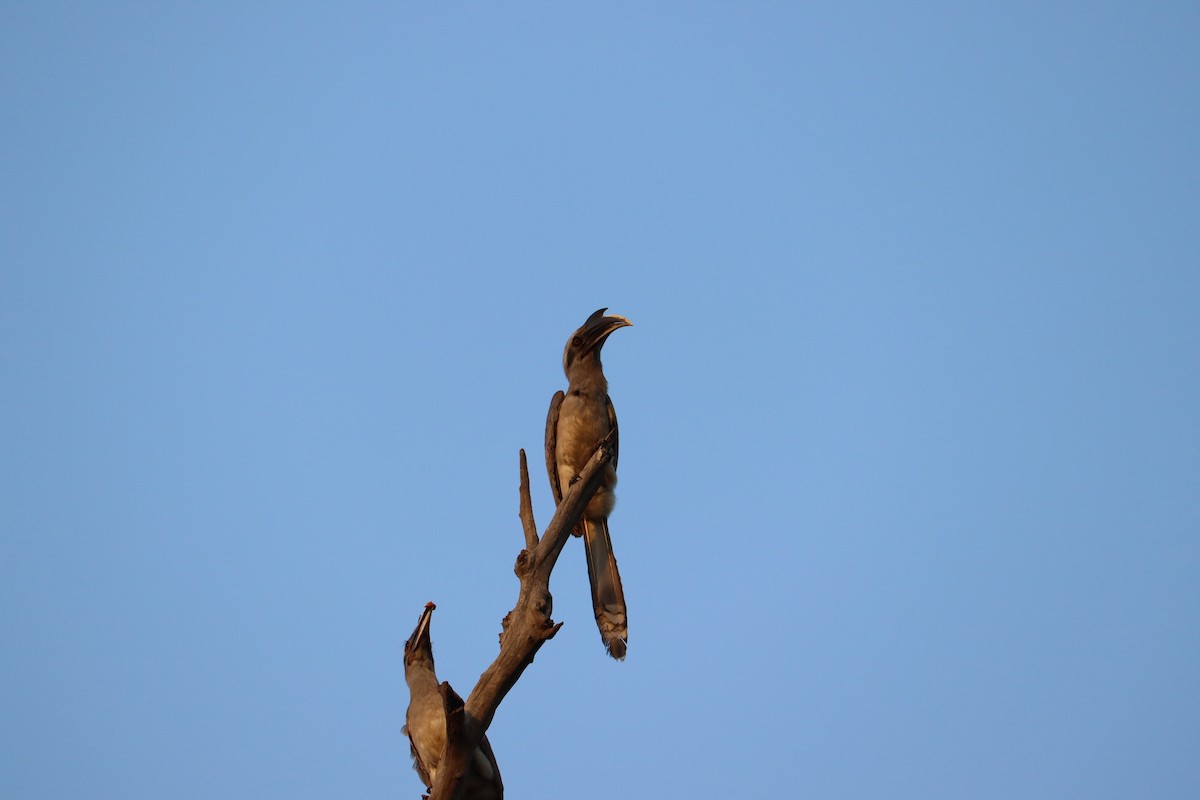 Indian Gray Hornbill - ML327749021