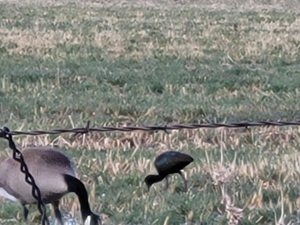 White-faced Ibis - ML327749101