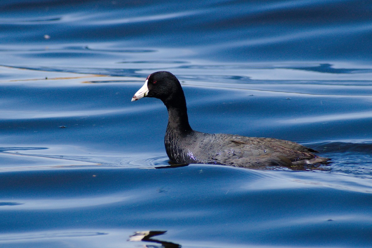 American Coot - Heather Roney