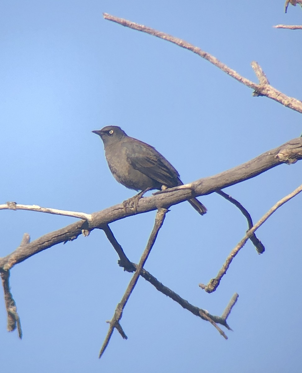Rusty Blackbird - ML327749431