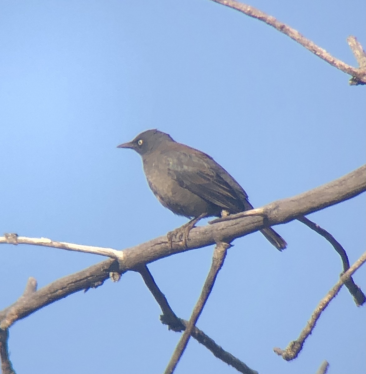 Rusty Blackbird - ML327749451