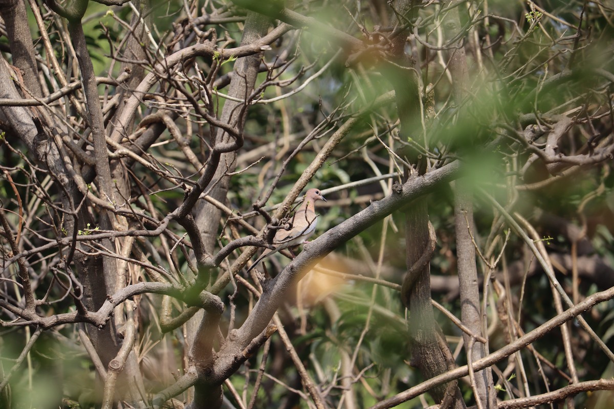 Laughing Dove - ML327750061