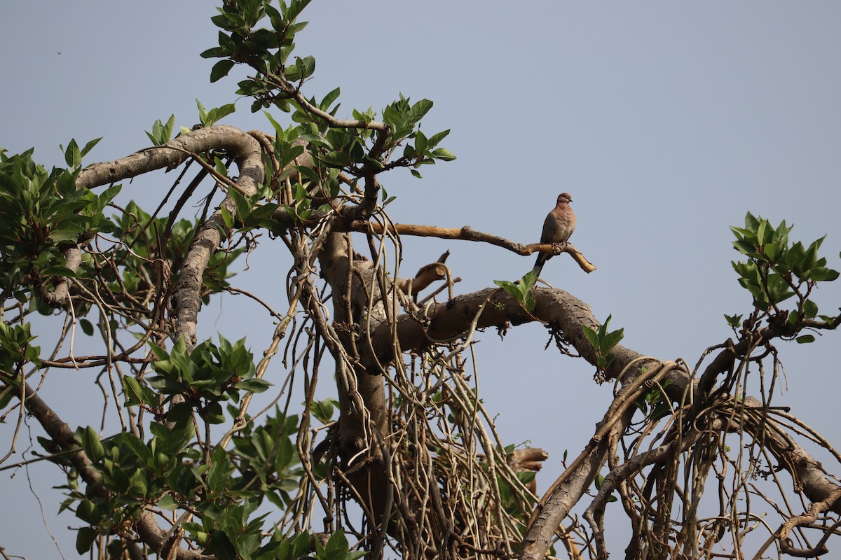 Laughing Dove - ML327750081