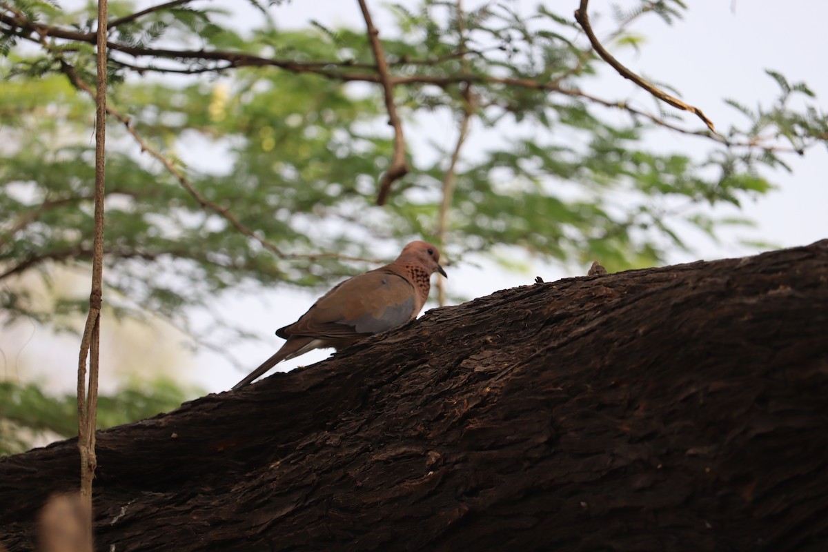 Laughing Dove - ML327750261
