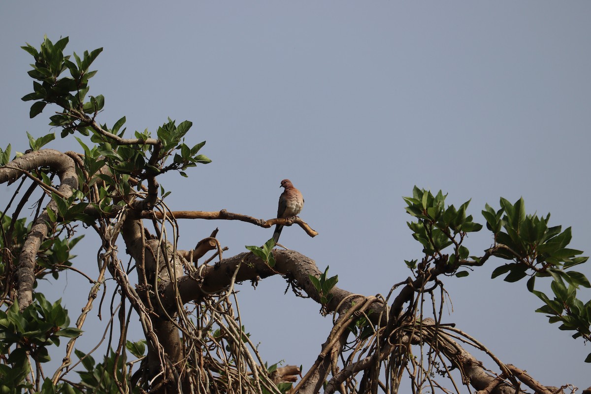 Laughing Dove - ML327750271