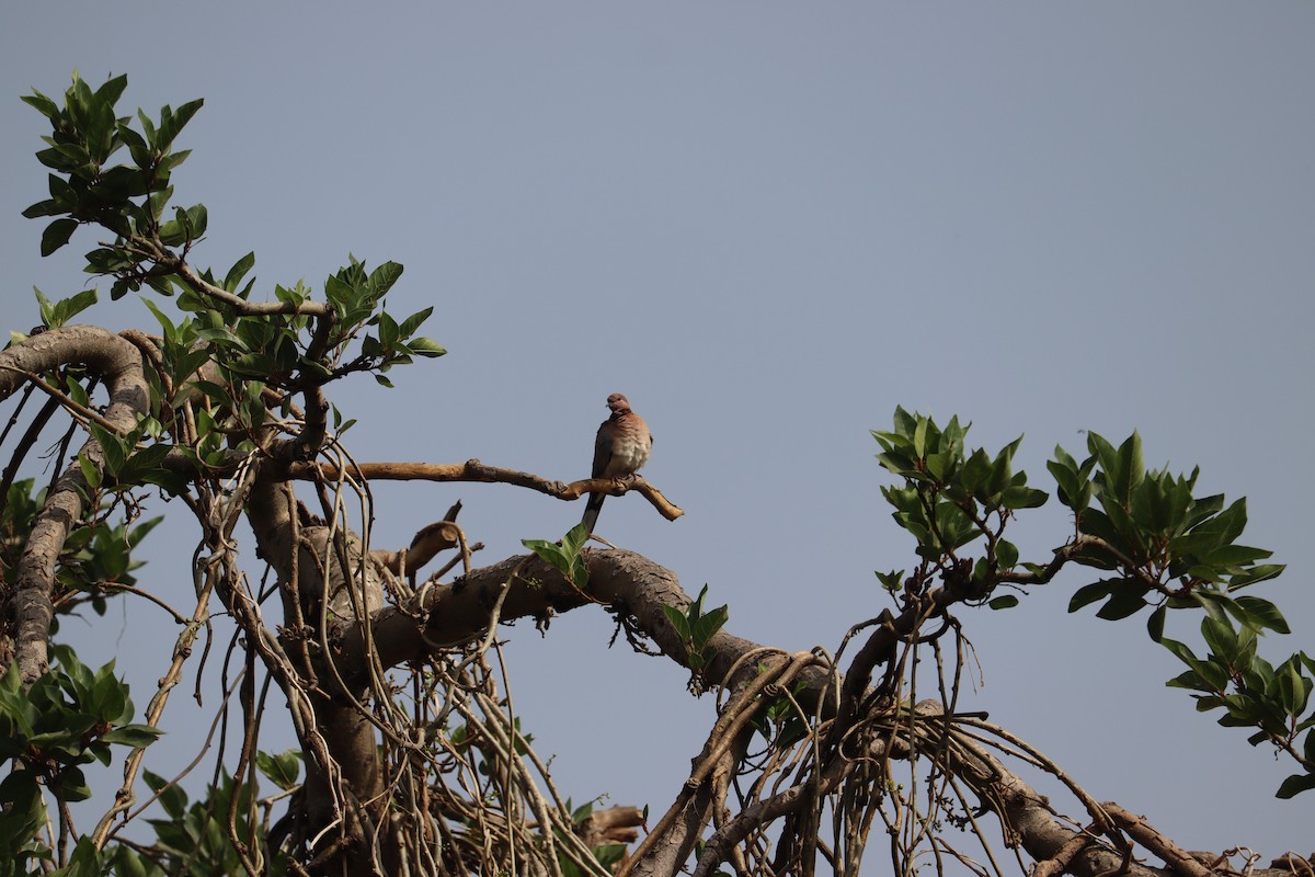 Laughing Dove - ML327750281